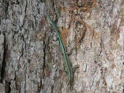 Image of Sawtail Lizard