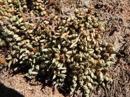 Image of Rocky Mountain spikemoss