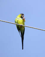 Image of Nanday Parakeet