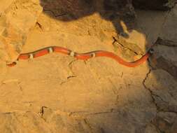 Image of Filetail Ground Snake