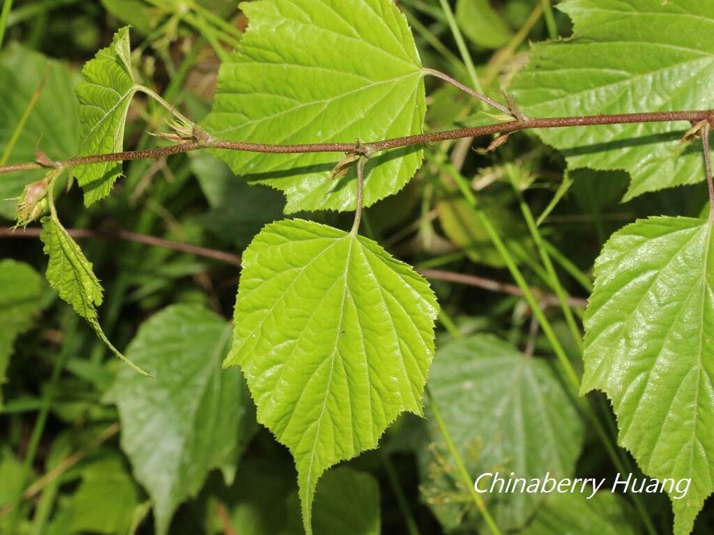 Image of Rubus lambertianus var. glandulosus Cardot