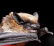 Image de Pipistrelle de Savi