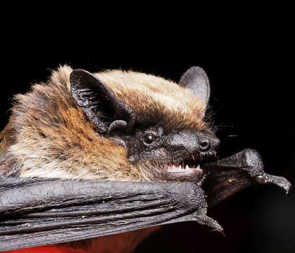 Image of Savi's Pipistrelle