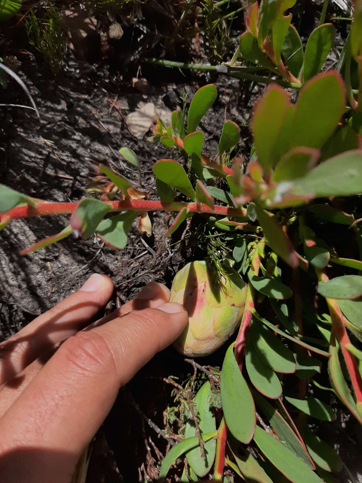 Imagem de Protea venusta Compton