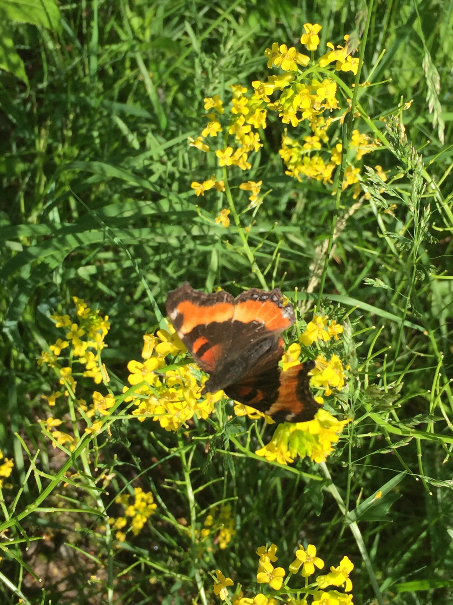 Image of Milbert's Tortoiseshell