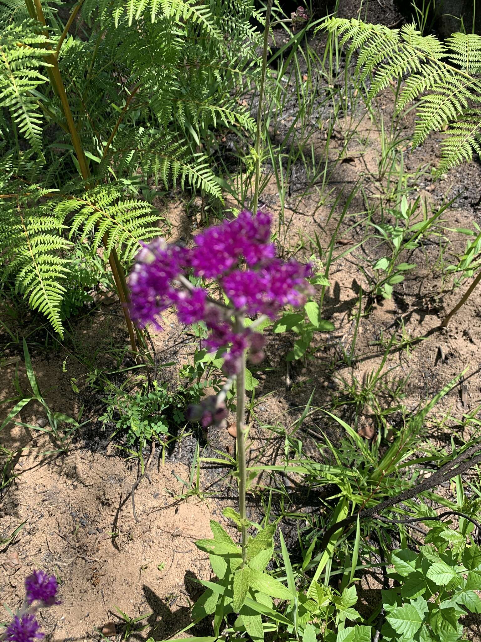 Imagem de Hilliardiella hirsuta (DC.) H. Robinson