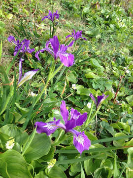 Image of toughleaf iris