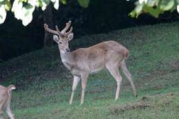 Image of Eld’s deer