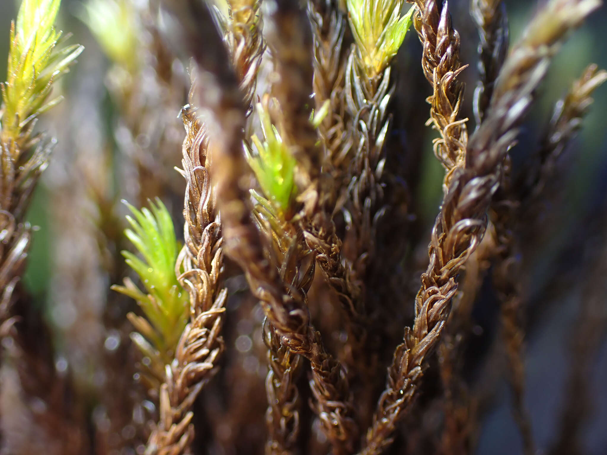 Image of racomitrium moss