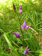 Слика од Cephalanthera rubra (L.) Rich.