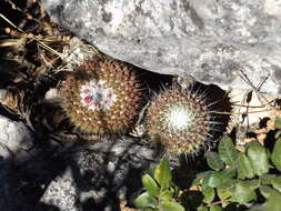 Mammillaria orcuttii Boed.的圖片