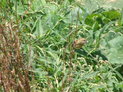 صورة Sporophila torqueola torqueola (Bonaparte 1850)