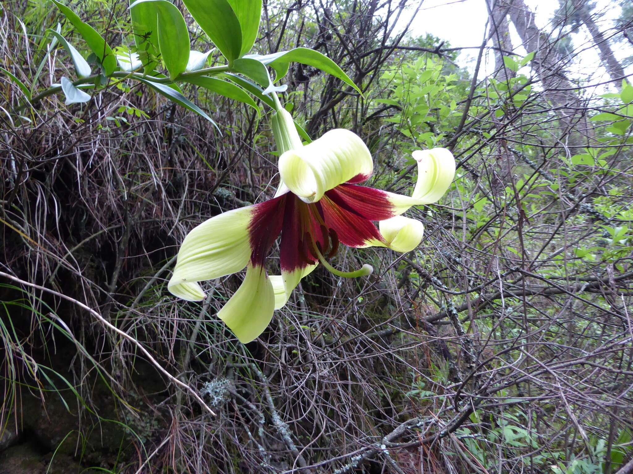 Image of Lilium nepalense D. Don