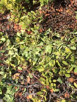 Слика од Arctostaphylos pumila Nutt.