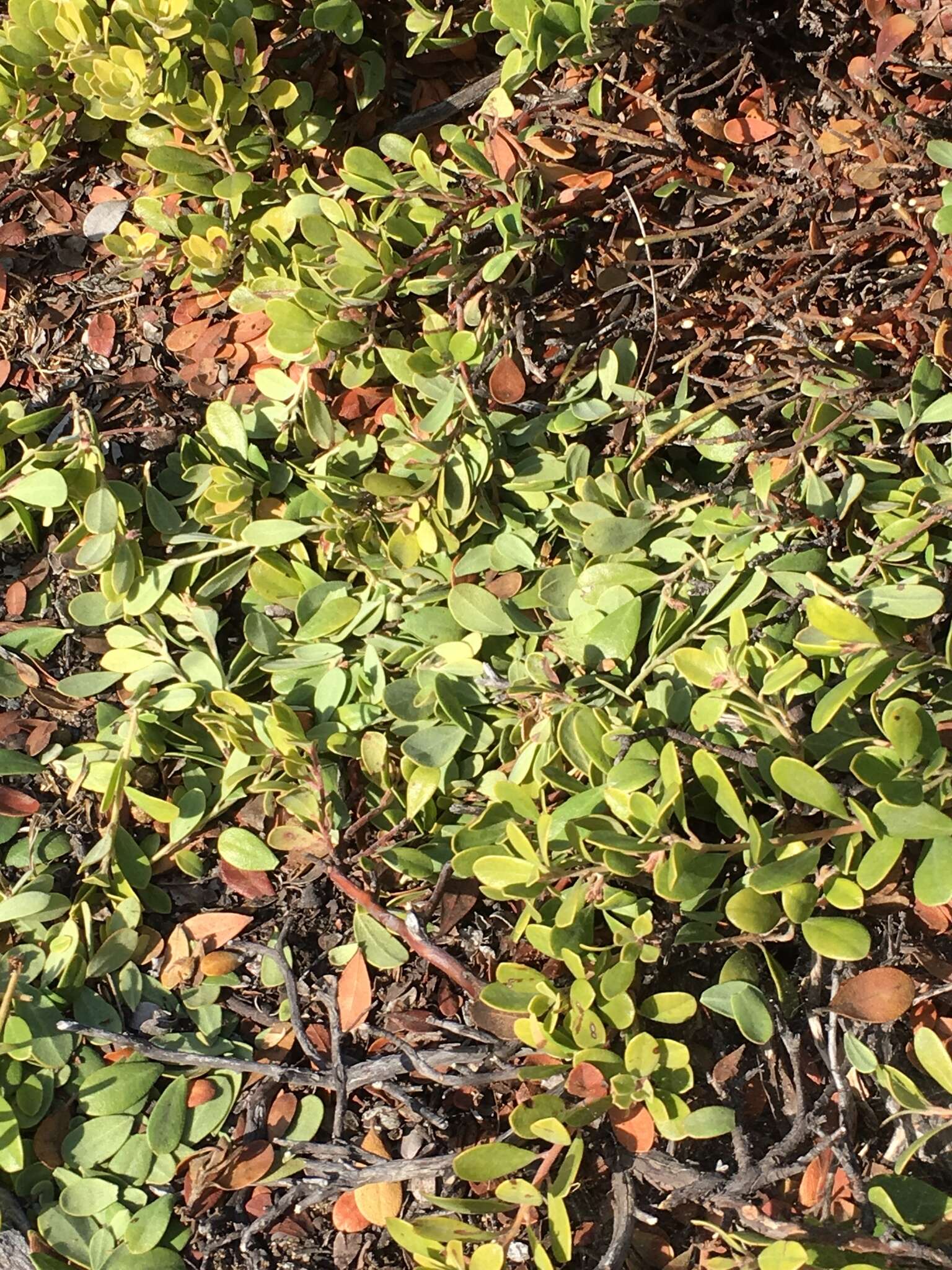 Image de Arctostaphylos pumila Nutt.