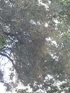 Image of Afghan pine