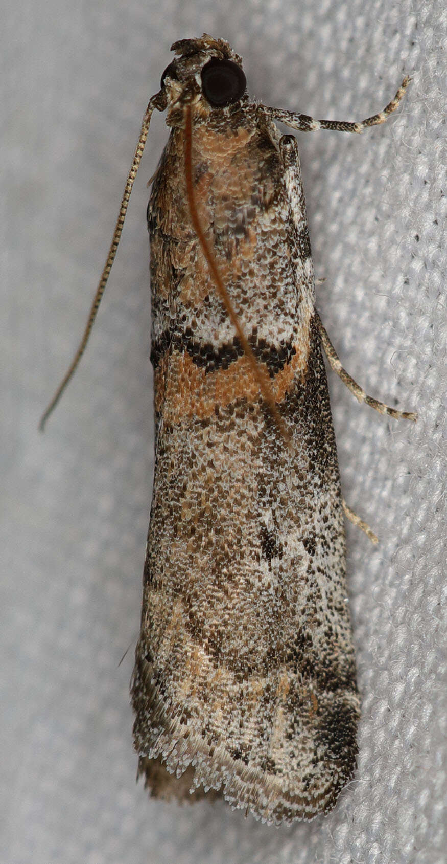 Image of Acrobasis comptella Ragonot 1887