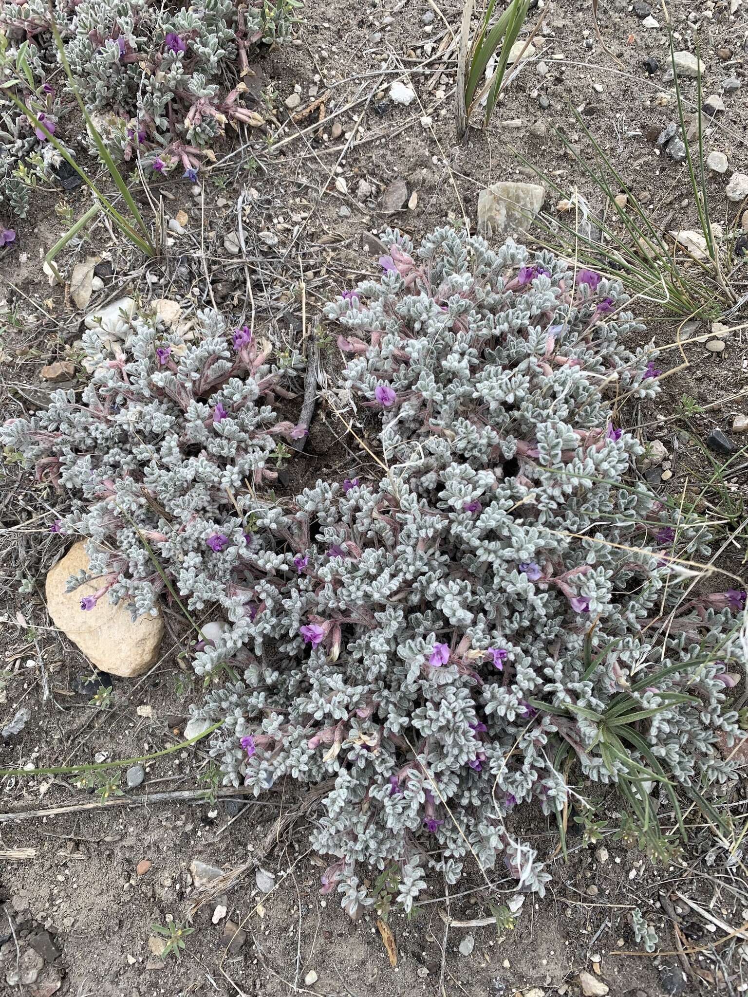 Image of Goose Creek milkvetch