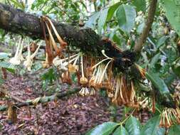 Image of Phaleria clerodendron F. Müll. ex Benth.