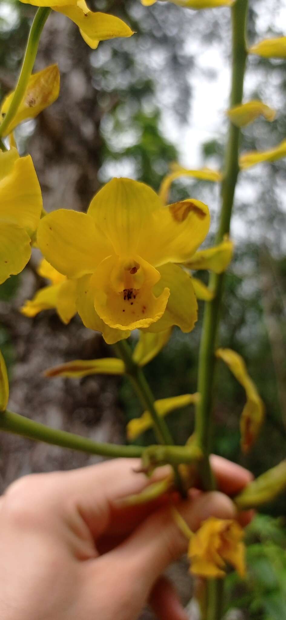 Image of Cyrtopodium glutiniferum Raddi