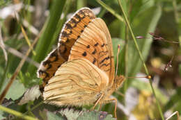 Image of Speyeria mormonia bischoffi Edwards 1871