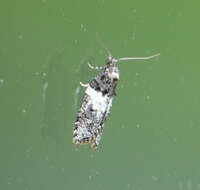 Image of Eastern Black-headed Budworm Moth