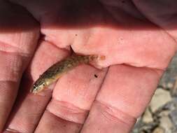 Image of Rainbow Darter