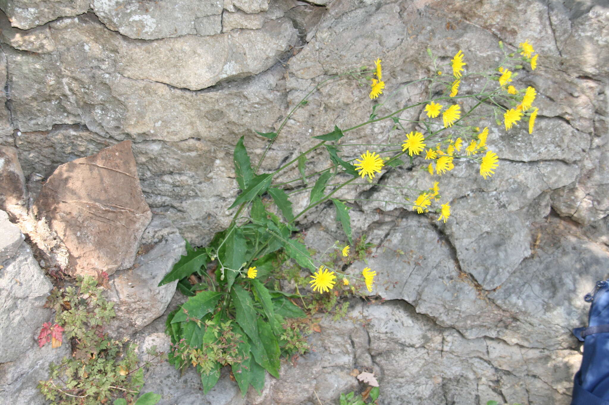 Image of Hieracium lachenalii subsp. acuminatum (Jord.) Zahn