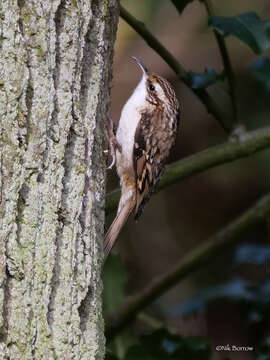 صورة Certhia familiaris britannica Ridgway 1882