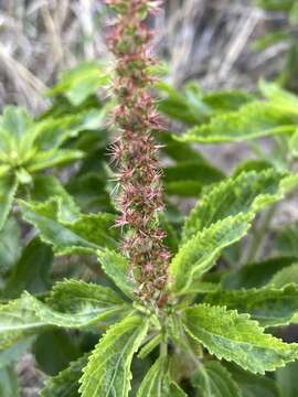 Image of Acalypha communis Müll. Arg.