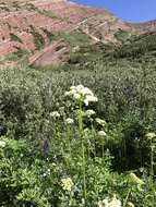 Ligusticum porteri Coult. & N. E. Rose resmi