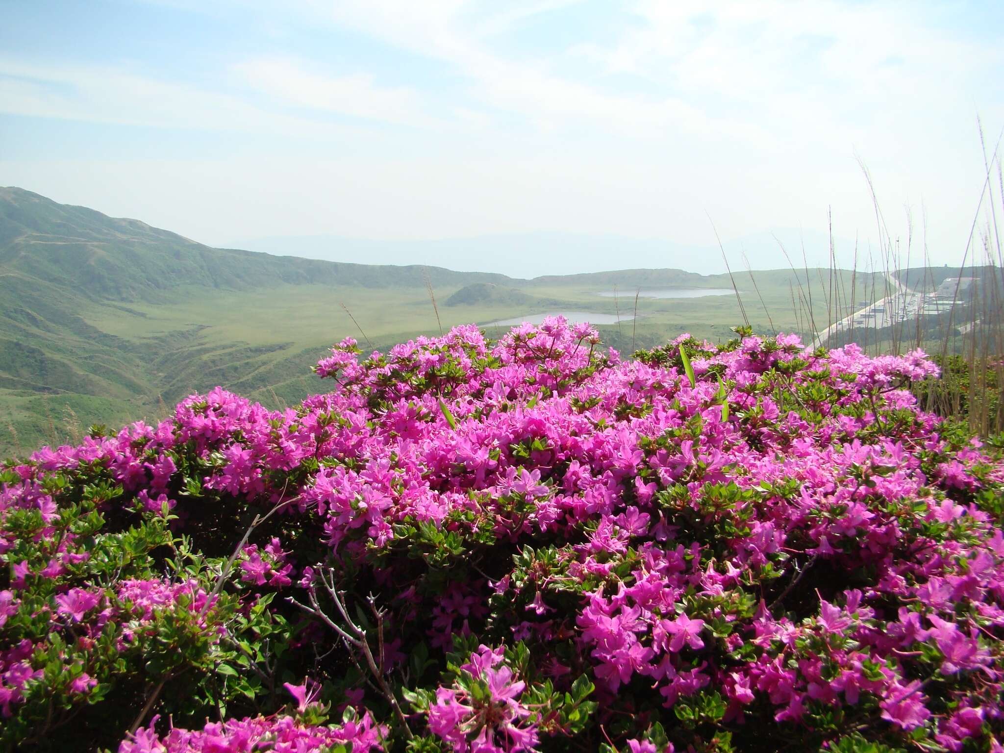 Image of Rhododendron kiusianum Makino