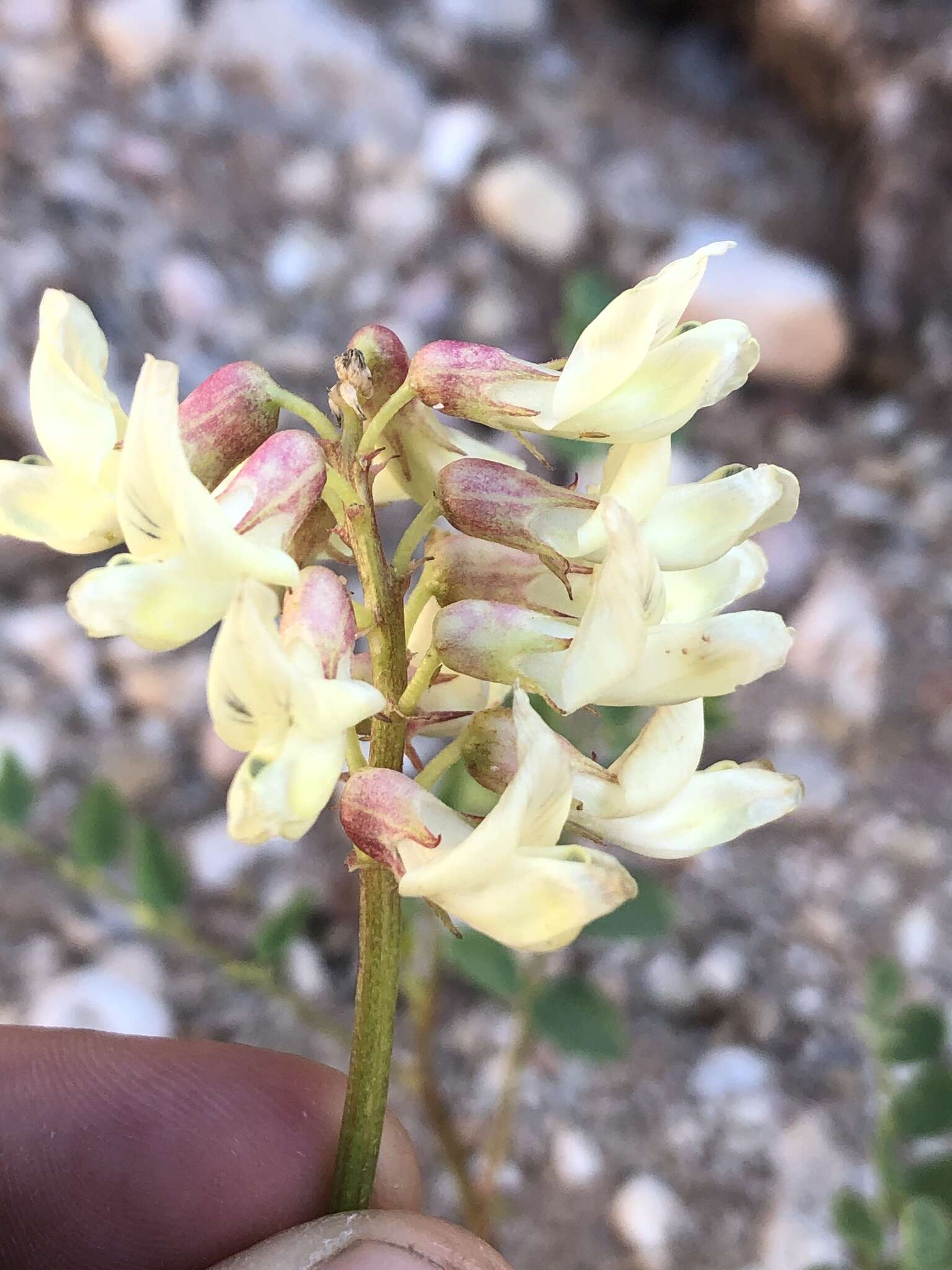 Image of egg milkvetch