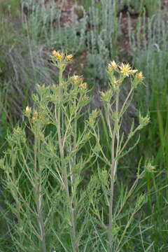 Image of Rusby's blazingstar