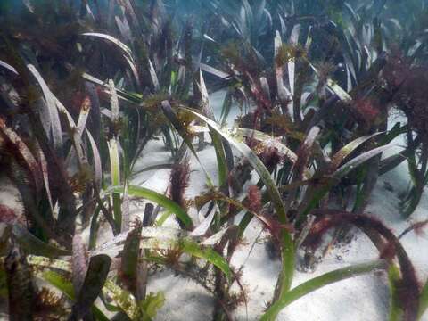 Слика од Posidonia australis Hook. fil.