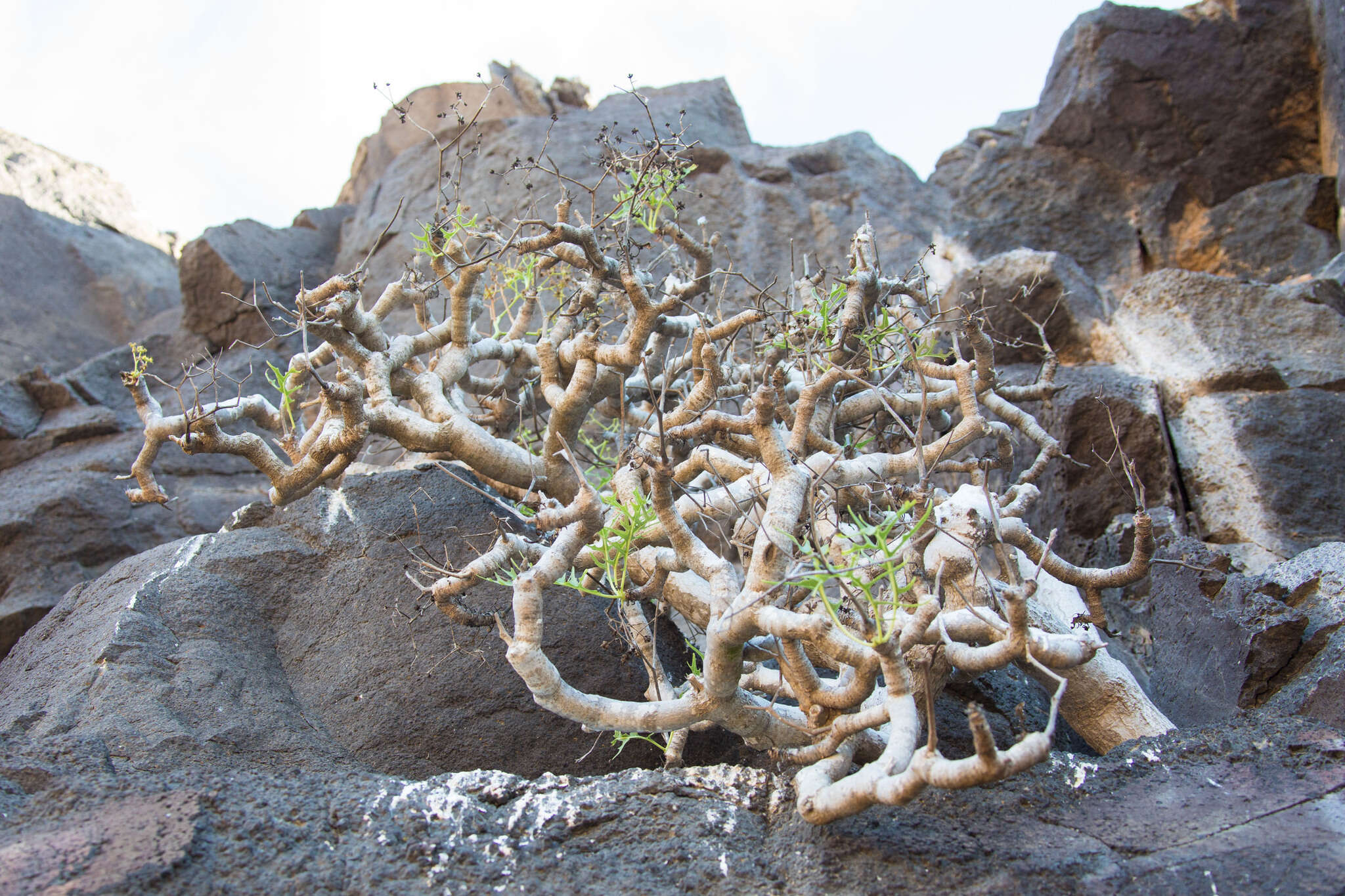 Image of Sonchus laceratus (Phil.) S. C. Kim & Mejías