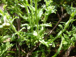 Image of Brachyscome diversifolia (Hook.) Fischer & C. Meyer