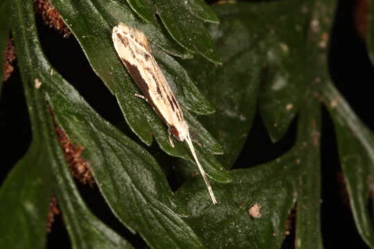 Image of Sagephora phortegella Meyrick 1888