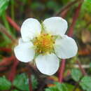 Imagem de Fragaria daltoniana Gay