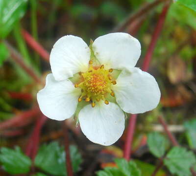 Imagem de Fragaria daltoniana Gay