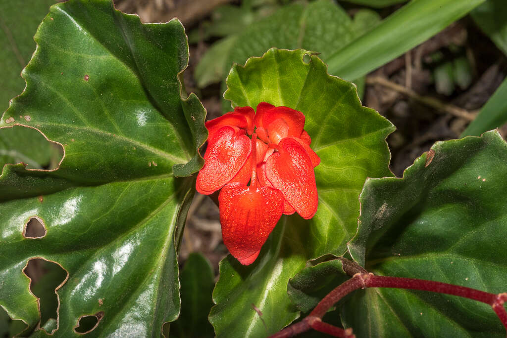 Image of Begonia stenotepala L. B. Sm. & B. G. Schub.