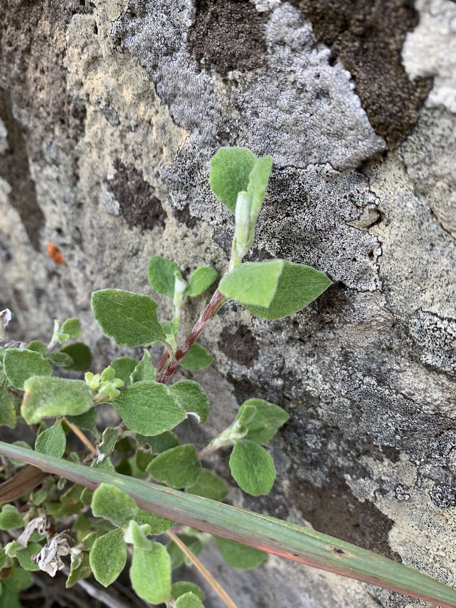 Слика од Helichrysum lepidissimum S. Moore