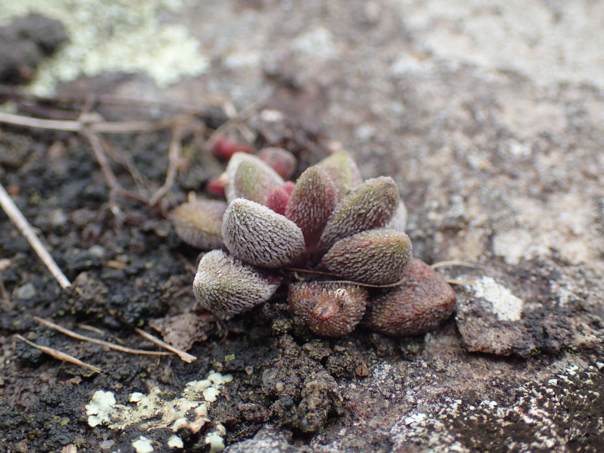 Image of Crassula obovata var. dregeana (Harv.) Tölken