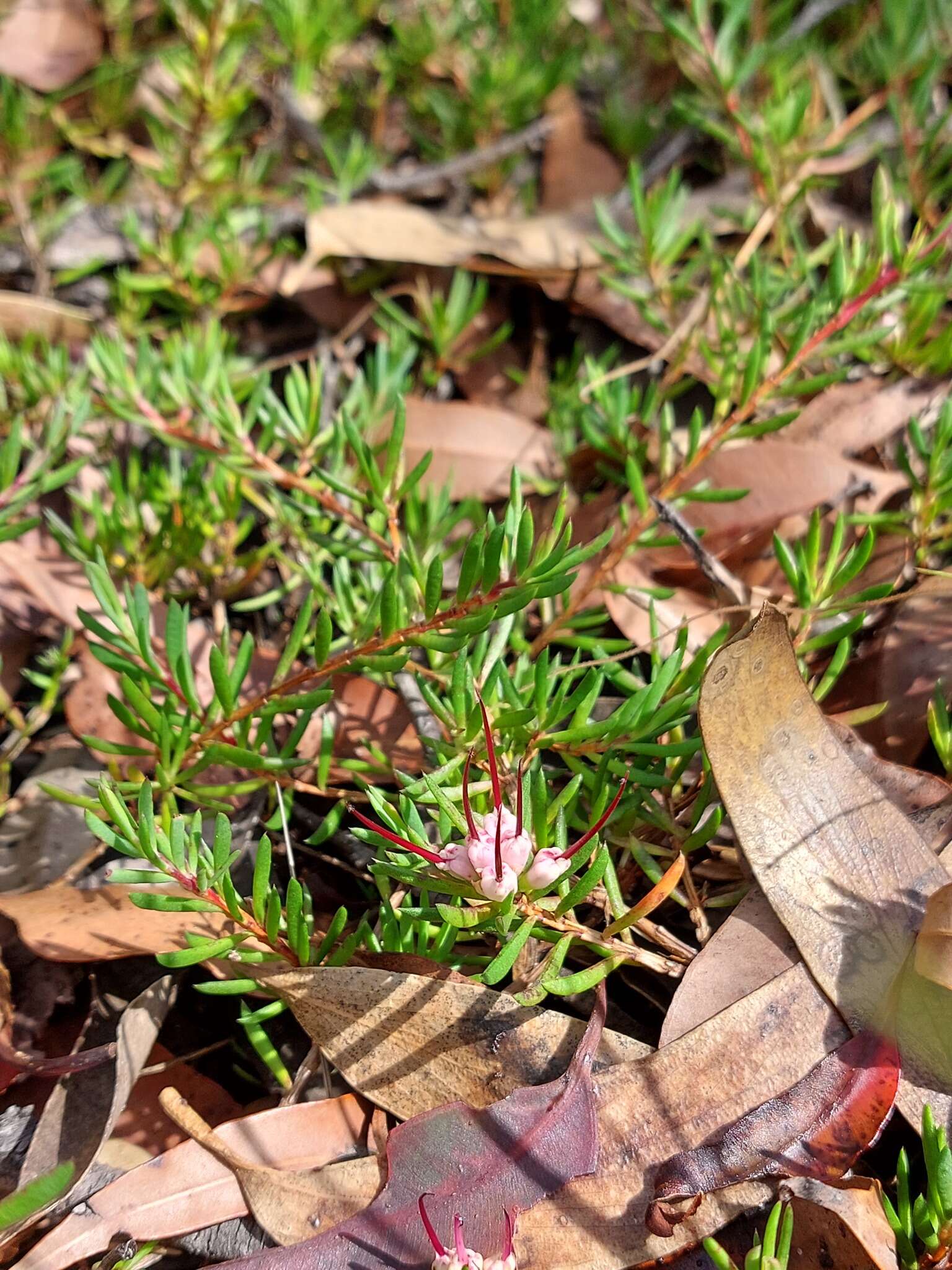 Image of Darwinia grandiflora (Benth.) R. Baker & H. G. Smith