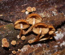 Image of Psathyrella echinata (Cleland) Grgur. 1997