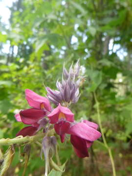 Слика од Pueraria montana var. lobata (Willd.) Sanjappa & Pradeep