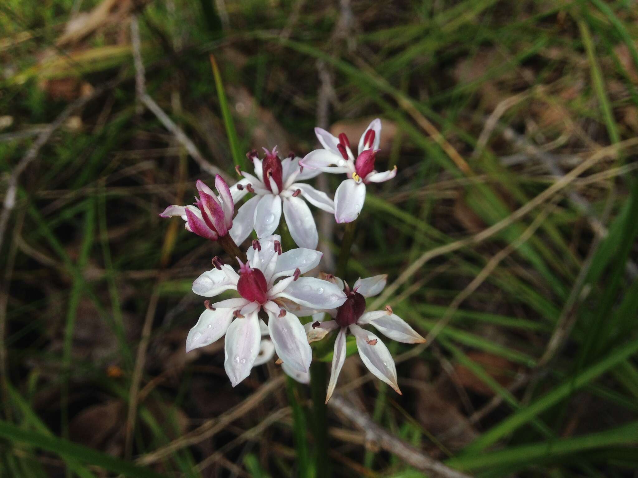 Image of Burchardia multiflora Lindl.