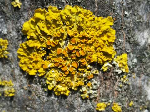 Image of orange wall lichen