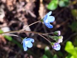 Omphalodes nitida (Willd.) Hoffmanns. & Link的圖片