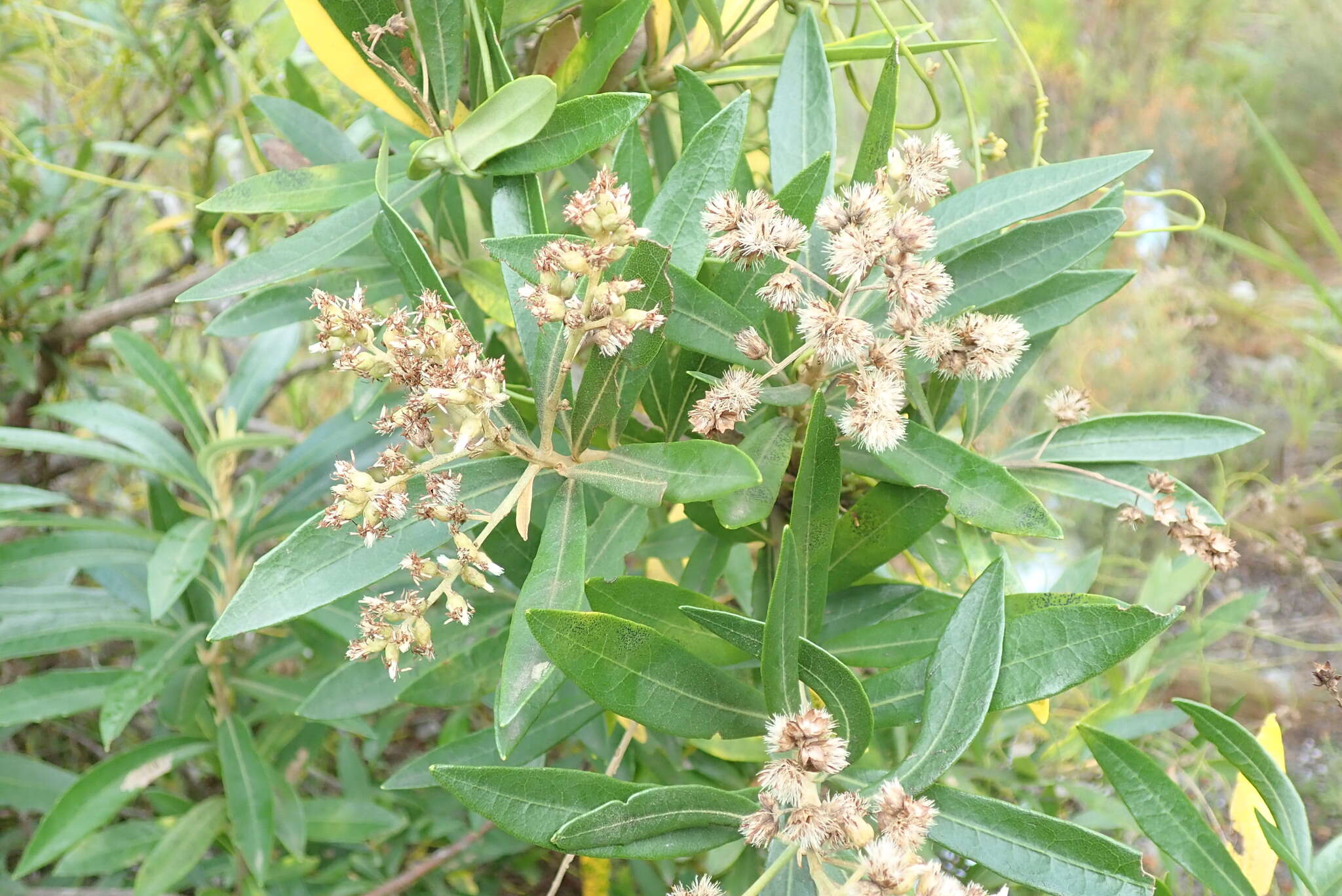 Imagem de Brachylaena neriifolia (L.) R. Br.